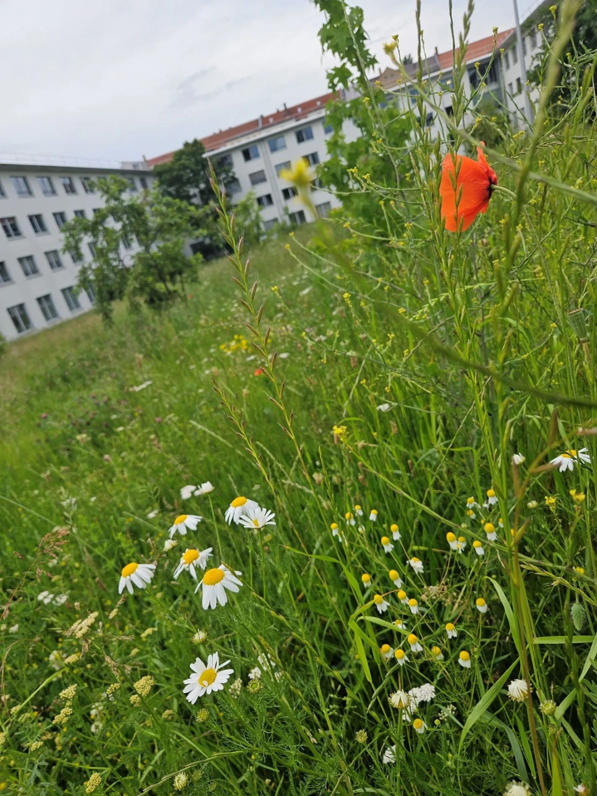 Vor einem mehrstöckigen Bürogebäude erstreckt sich eine naturnahe Wiese mit hohen Gras und Wildblumen, darunter Gänseblümchen und roter Mohn. Die Fläche wird bewusst weniger gemäht. 