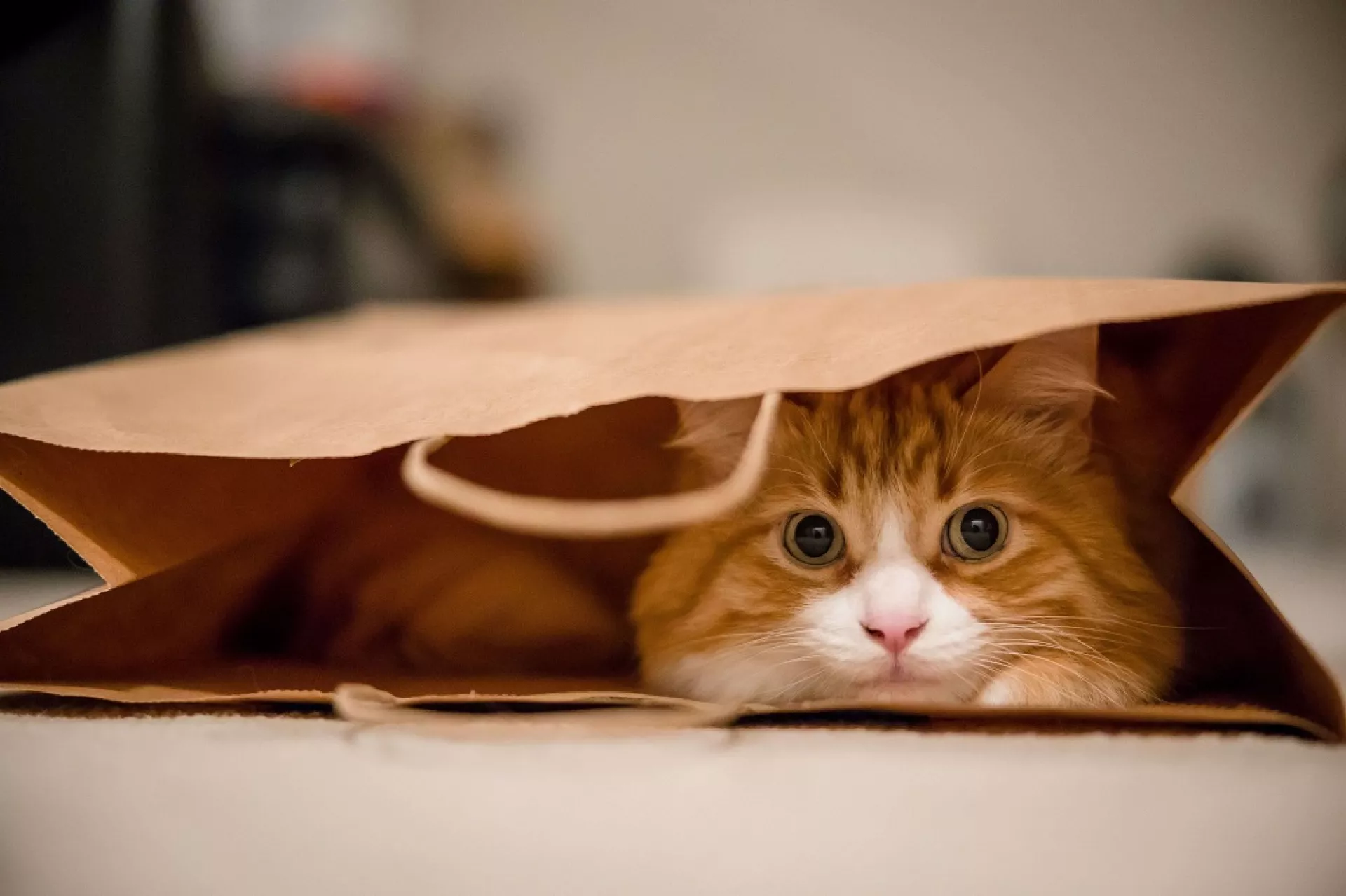 Eine Katze schaut den Betrachter aus einer Einkaufstüte an